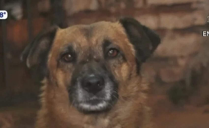  Tuki, el perro guardián que ayudó a frustrar el robo a un vecino.