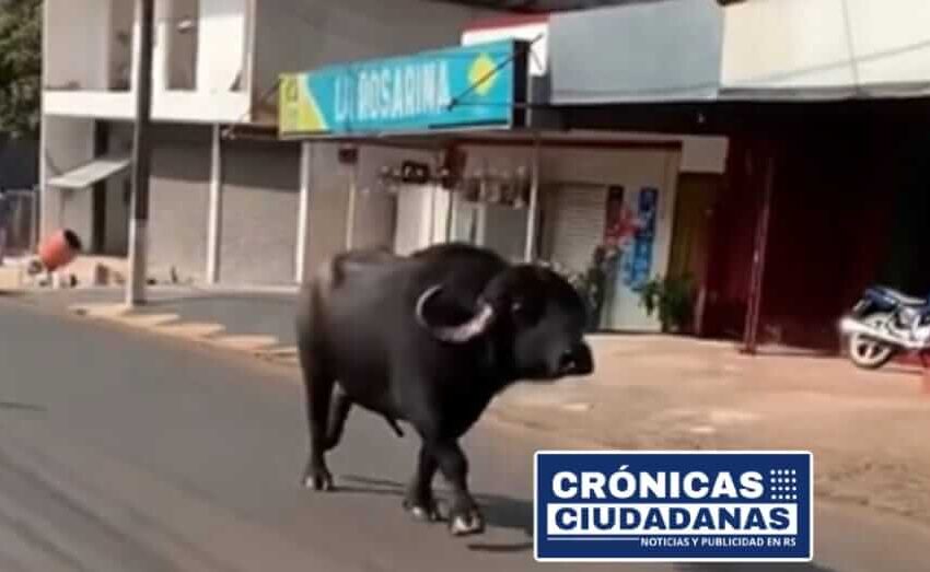  Búfalo sorprende al deambular por Presidente Franco.