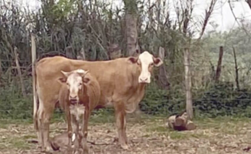  Vaca atropella y mata a un hombre en Itapuá