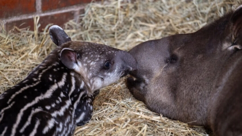  Registran nacimiento de tapir en refugio de Itaipú.