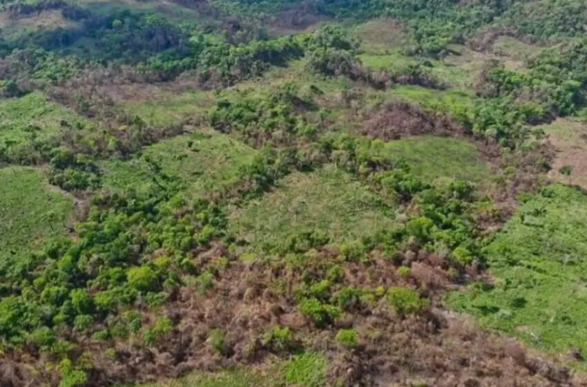  Detectan importante deforestación y marihuana en Lorito Picada, zona del Parque Nacional Cerro Corá