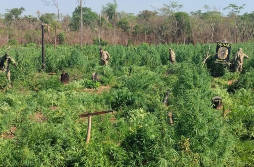  Senad destruye 12 hectáreas de marihuana en zona del Amambay