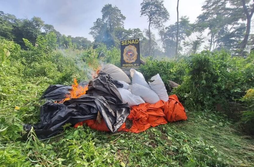  Senad elimina 20 toneladas de marihuana en Cerro Corá, Amambay