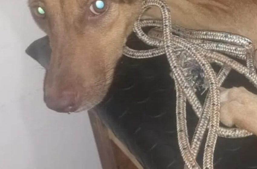  Repudiable crueldad: perrita fue abusada en Villa Elisa