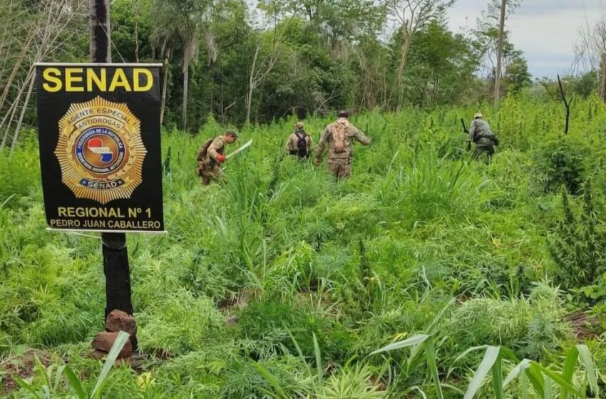  Eliminan 21 toneladas de marihuana en Amambay