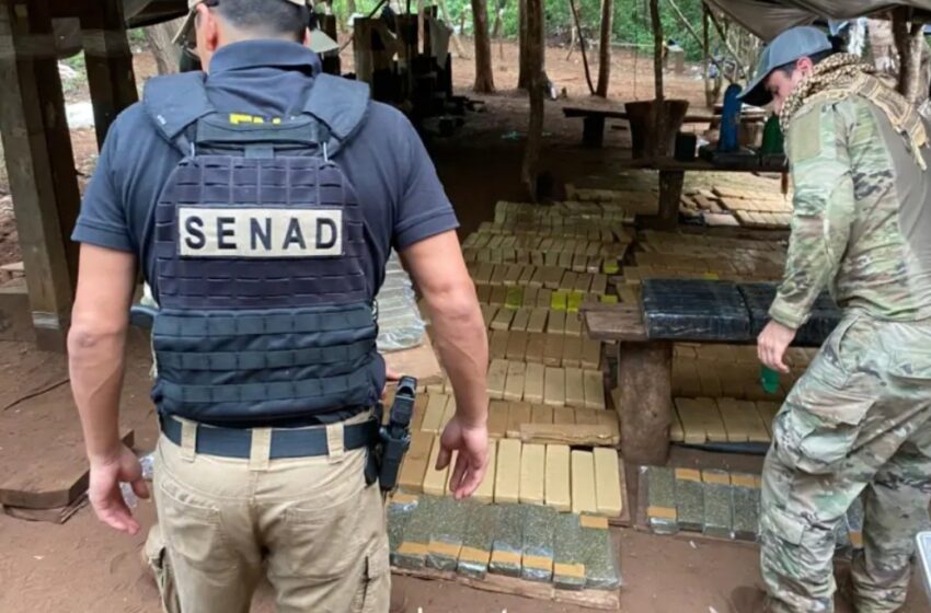  Senad destruye marihuana en reserva privada de Amambay