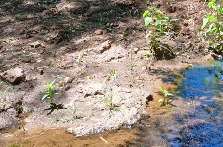  Fue mordido por una serpiente y murió al costado de un arroyo en Pedro Juan Caballero