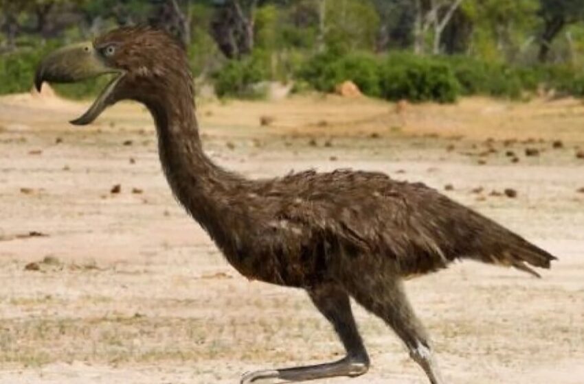  El enorme pájaro que sembraba el terror en la fauna de Sudamérica hace 12 millones de años