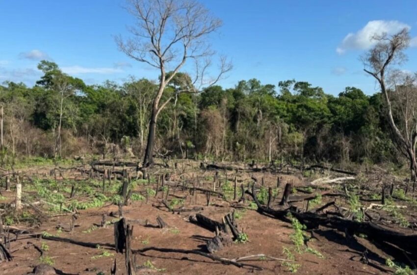  Senad destruye seis hectáreas de marihuana en Bella Vista Norte