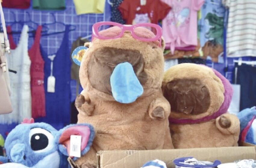  Furor por carpinchos: Arrasó la venta de peluches en Caacupé