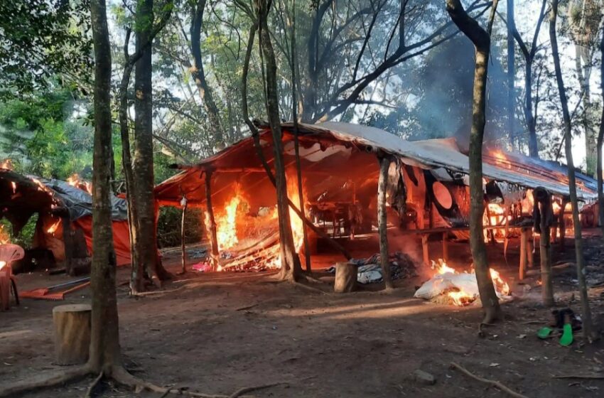  Destruyen casi 8 toneladas de marihuana en establecimiento ganadero de Amambay