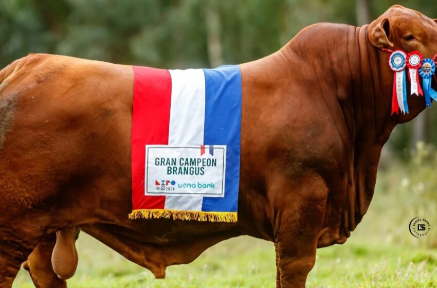  Toro Brangus paraguayo se impone como mejor de su raza en el mundo