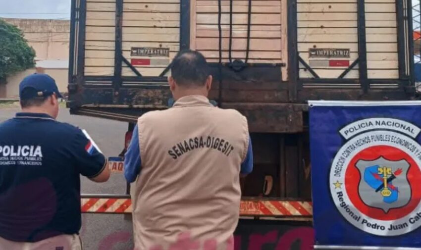  Incautan camión con 8 mulas por falta de documentos en Pedro Juan Caballero