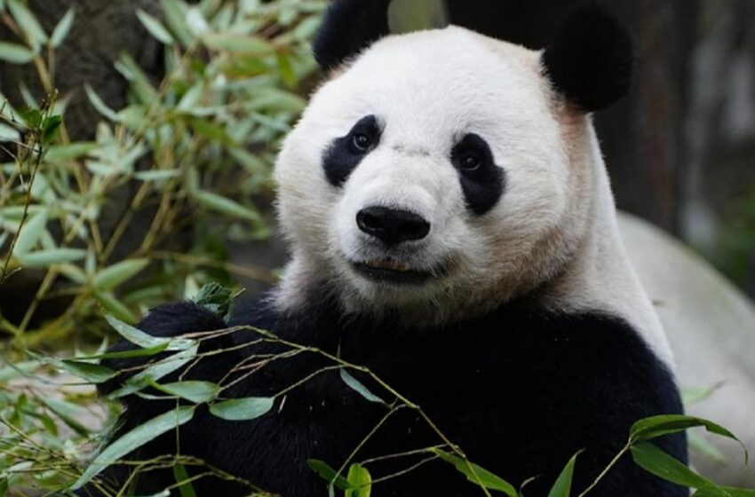  El Zoológico de Viena acoge a dos pandas gigantes de China para promover su conservación