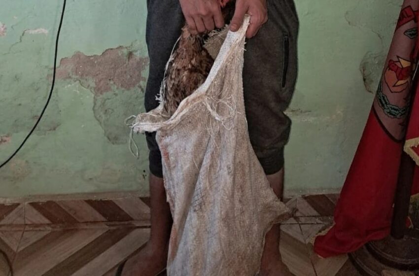  ¡Robó una docena de GALLINAS!