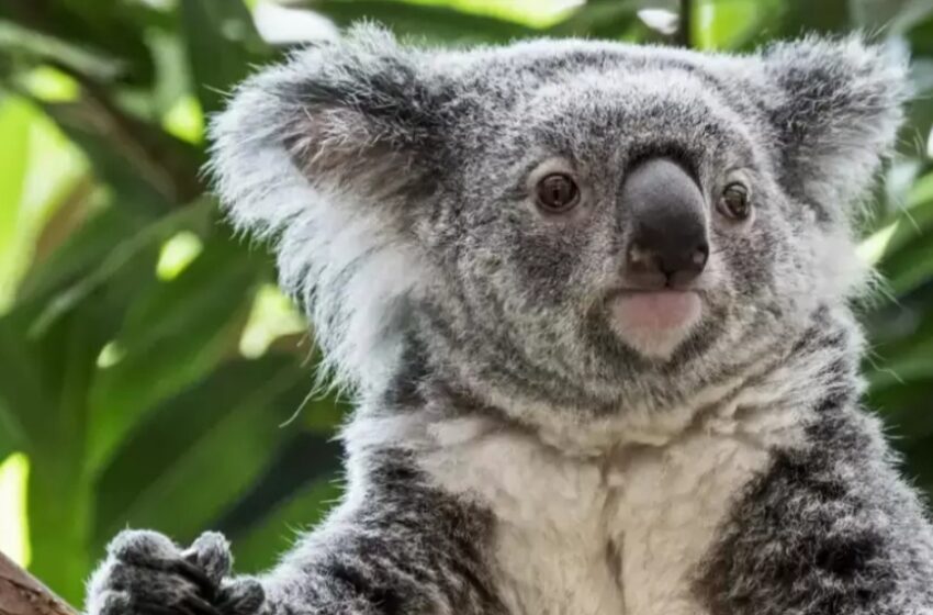  ¿Por qué más de 700 koalas fueron sacrificados en Australia?