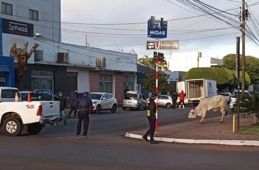  Sacrifican en plena vía pública a una vaca que se escapó de un matadero