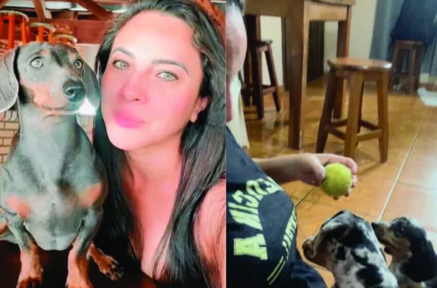  Allanan vivienda por denuncia de maltrato animal, pero no hallan evidencias