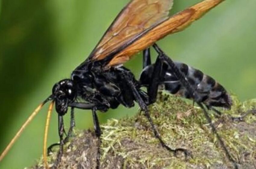  Llamativa invasión de avispas tipo reina asustó a todo un barrio de PJC