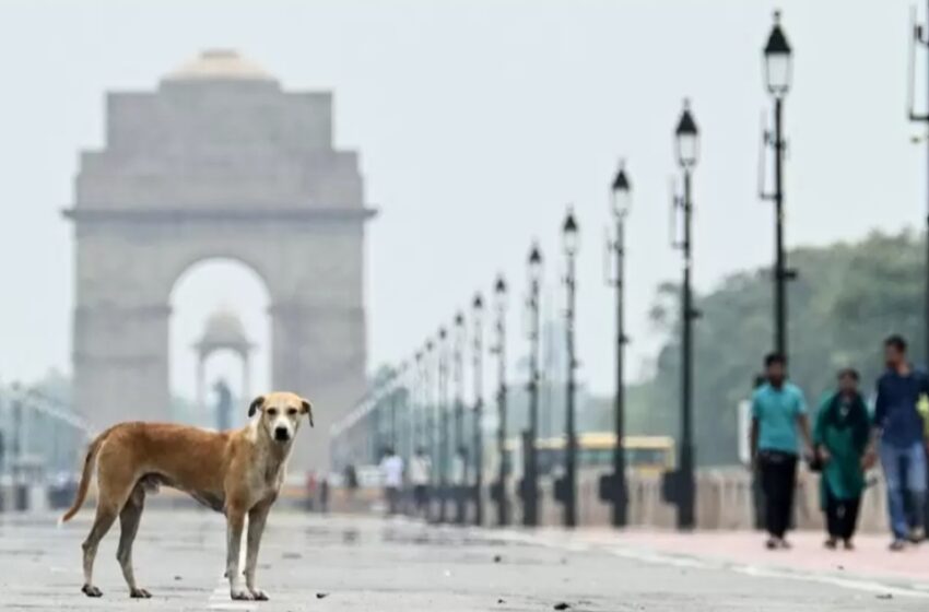  Orden para confinamiento de perros en India desata rechazo