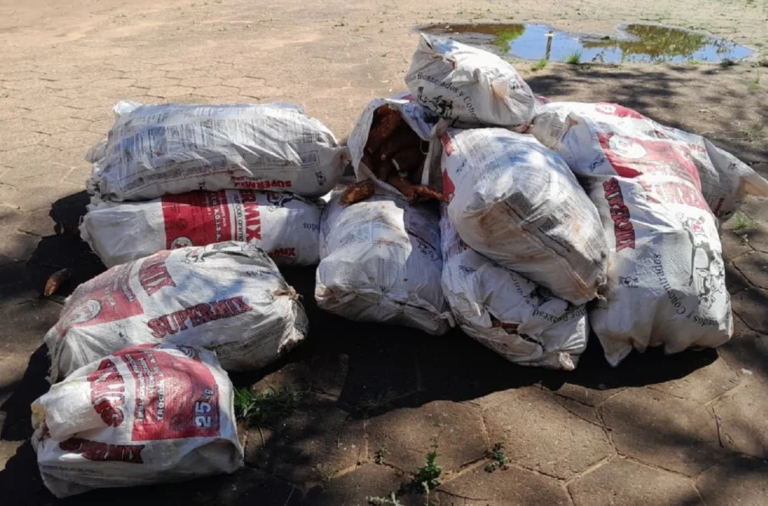  Cae un brasileño con una carga de mandioca proveniente desde su país