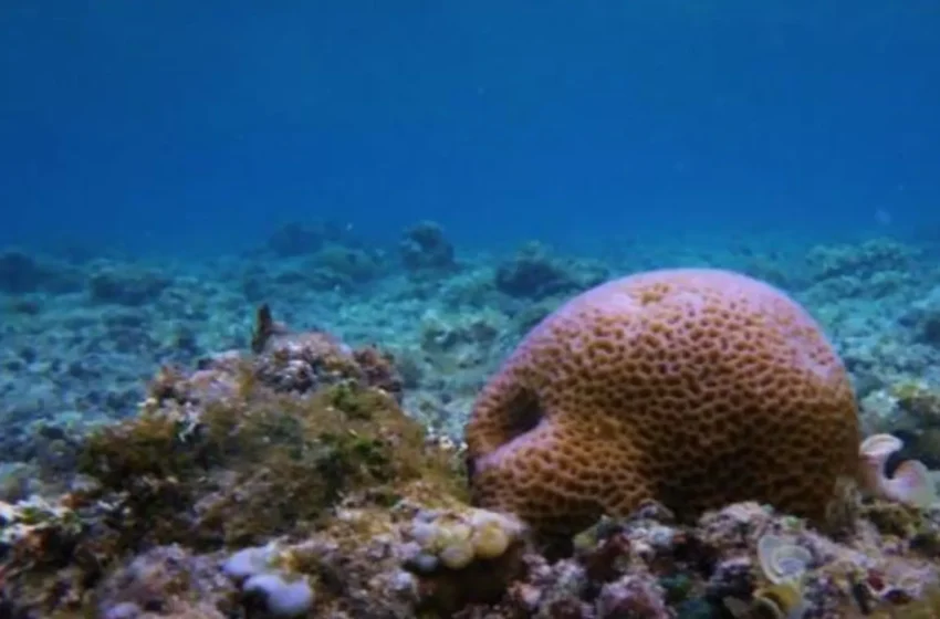  Las esponjas marinas pudieron haber sido de los primeros animales de la Tierra
