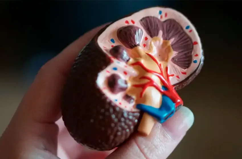  ¡Histórico! Científicos crean riñón compatible con cualquier paciente