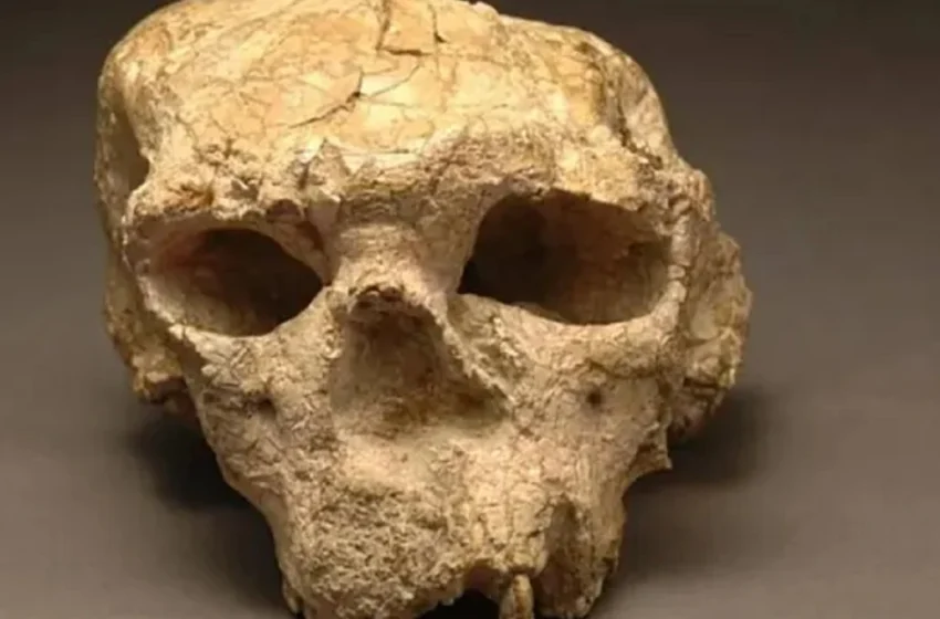  Un cráneo de un millón de años podría reescribir la historia de la evolución humana