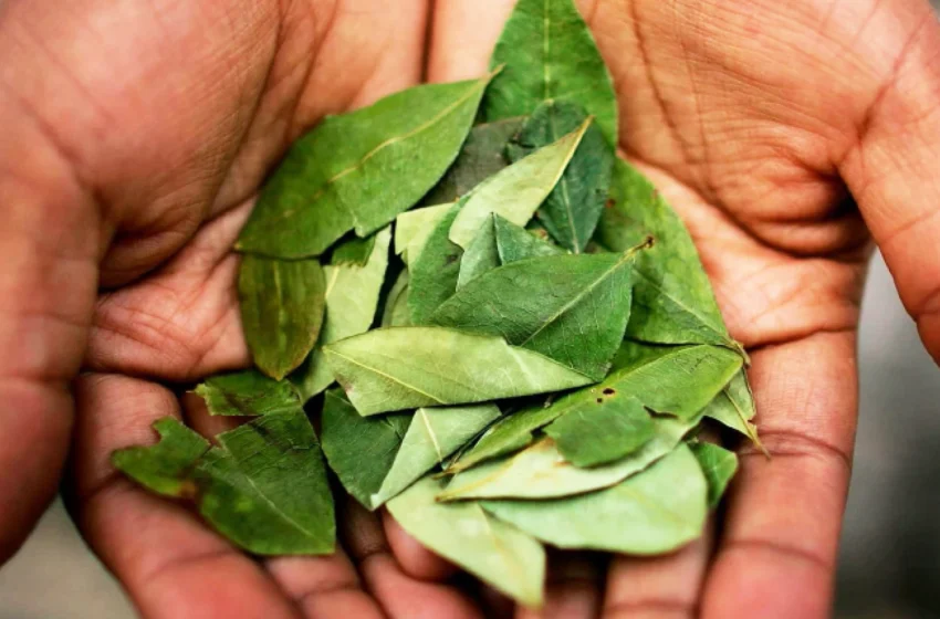  Hoja de coca sigue entre sustancias más peligrosas para OMS