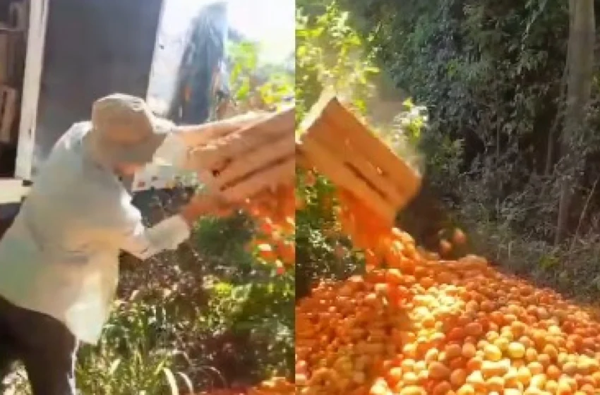  Productores de tomates no vendieron nada y tiraron todo