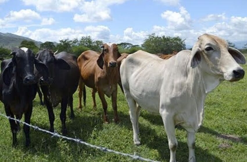  Mega robo de ganado en Bella Vista Norte: Denuncian la desaparición de casi 500 animales