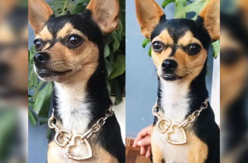  PJC: Delincuentes hurtan millonaria suma de dinero y una mascota tras violentar una vivienda