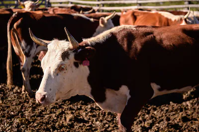  Senabico inicia hoy la subasta de 1.100 cabezas de ganado de Lalo Gomes