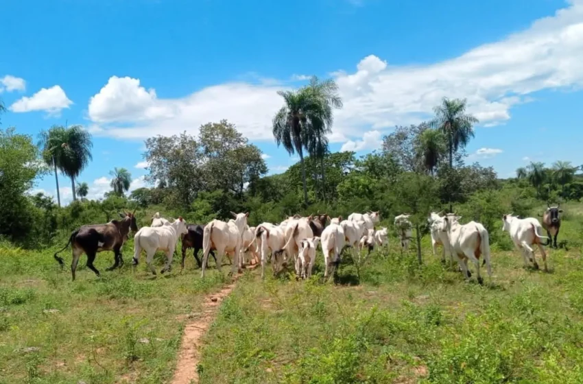  Recuperan 28 animales vacunos tras allanamiento rural en Bella Vista Norte