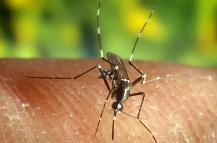  Los humanos, cada vez más en la mira de los mosquitos por la pérdida de biodiversidad