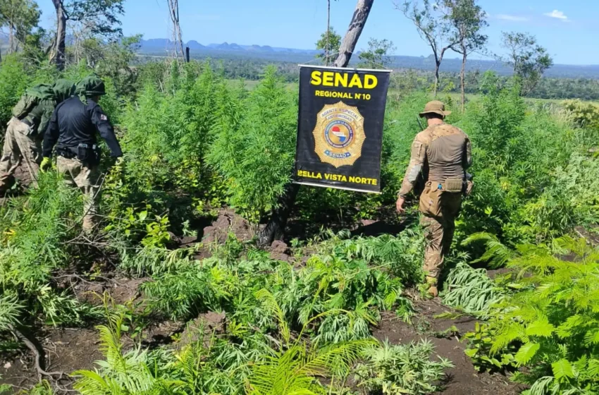  Agentes antidrogas destruyen cultivo de marihuana en comunidad indígena de Amambay