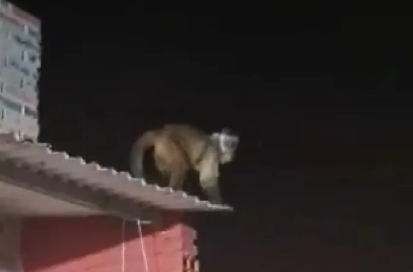  Niño de 3 años es herido por un mono que entró a su casa en Loma Pytã