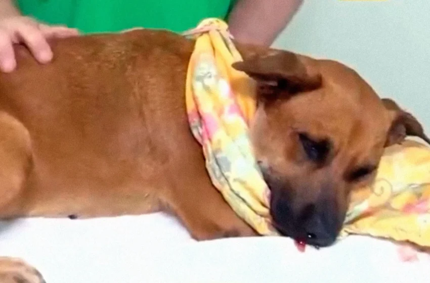  Tras cirugía, Canela sigue luchando por su vida y debe ser alimentada a través de una jeringa