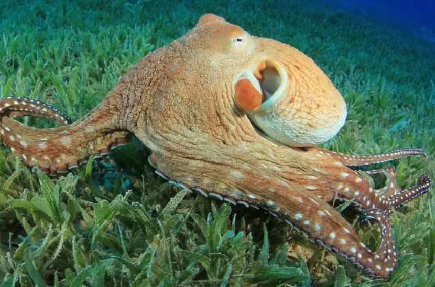  El pulpo inspira la creación de una piel sintética que cambia de textura y color