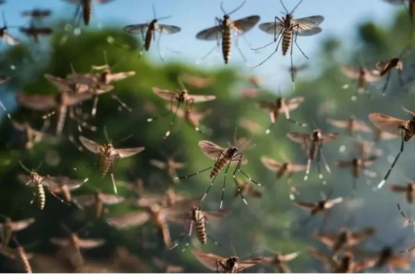  12 tips para ahuyentar a los mosquitos kavaju